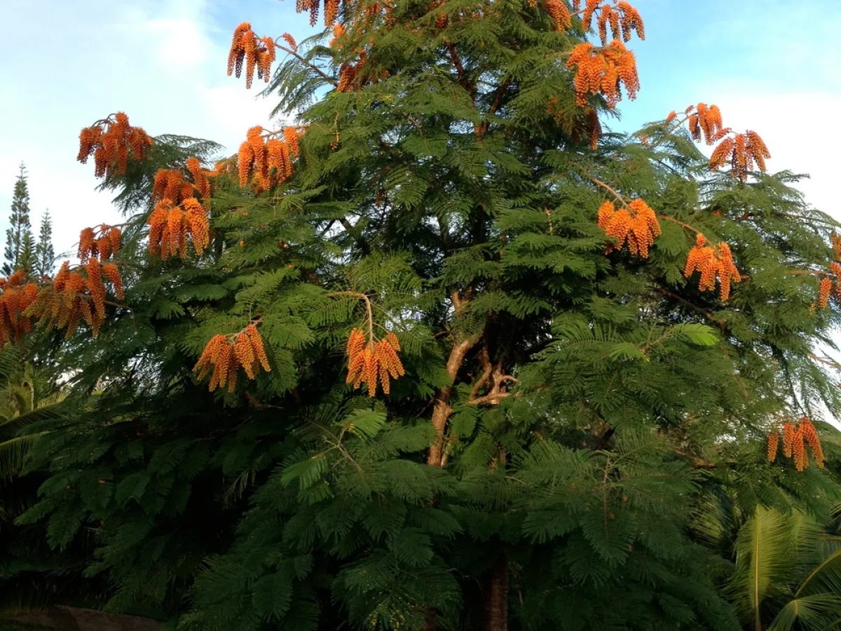 Flowering Colvillea Tree