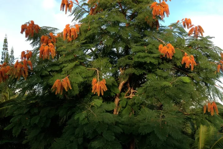 Flowering Colvillea Tree