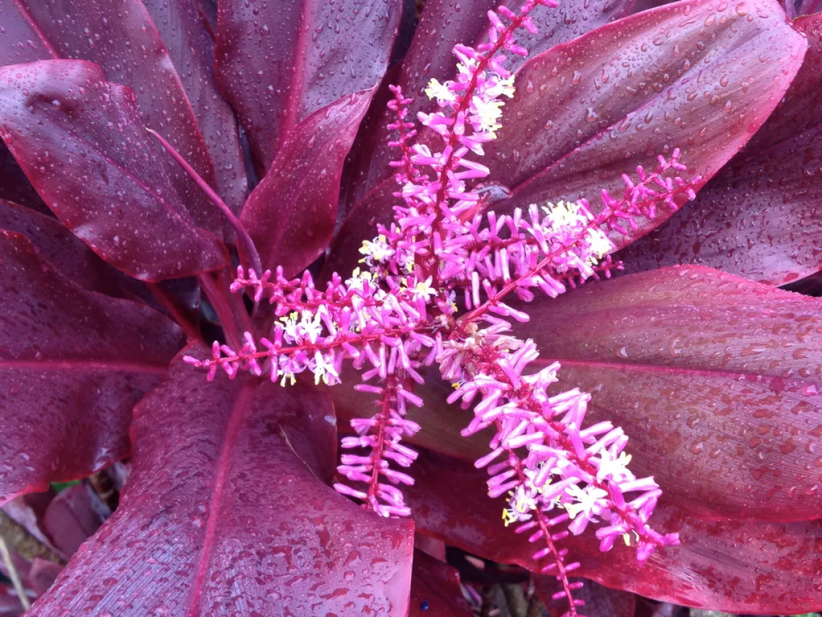 Flowering Purple
