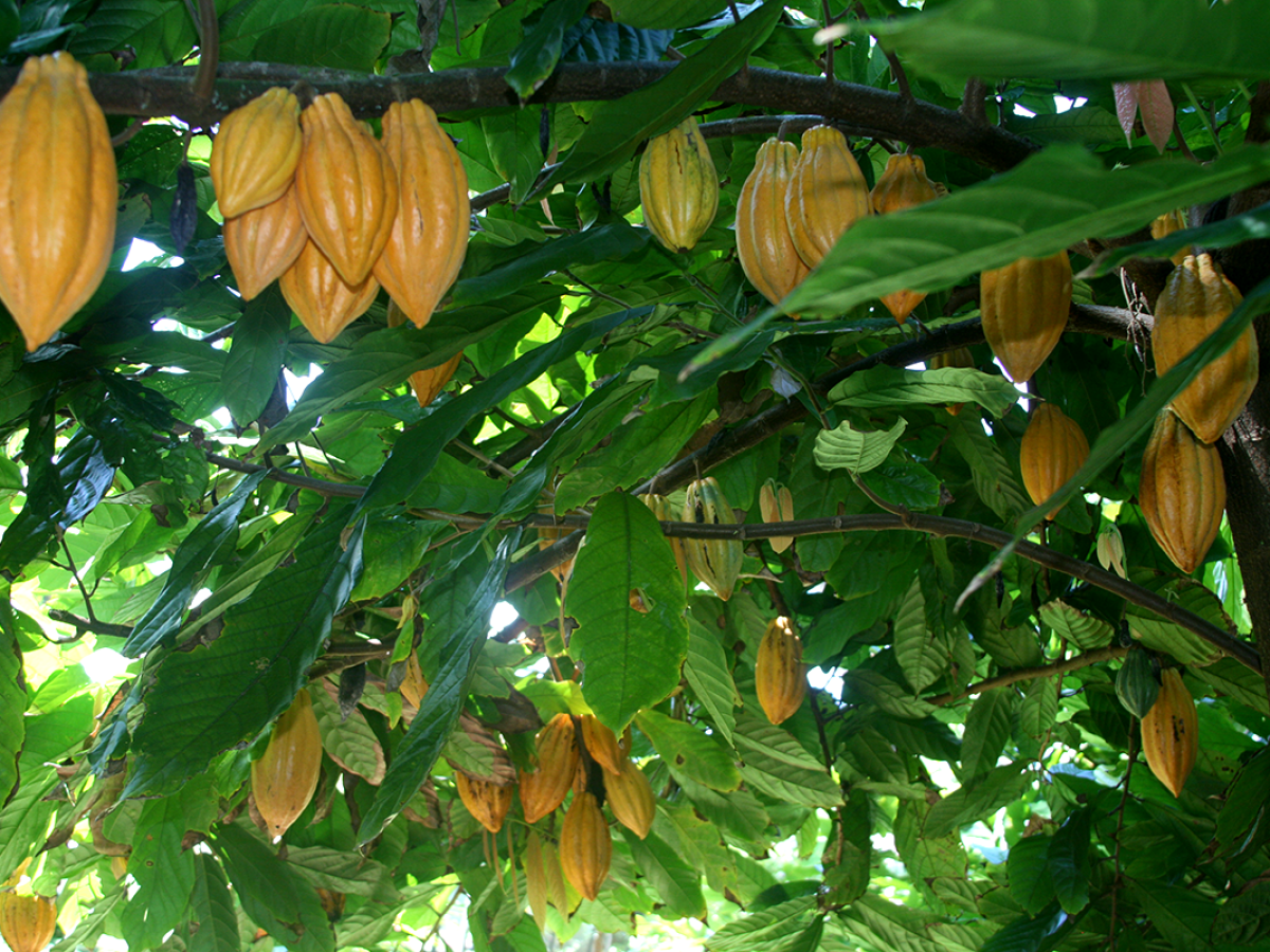 cacao