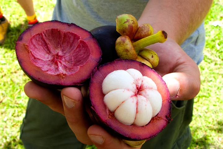 mangosteen