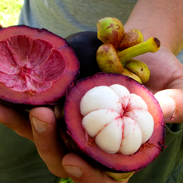 mangosteen