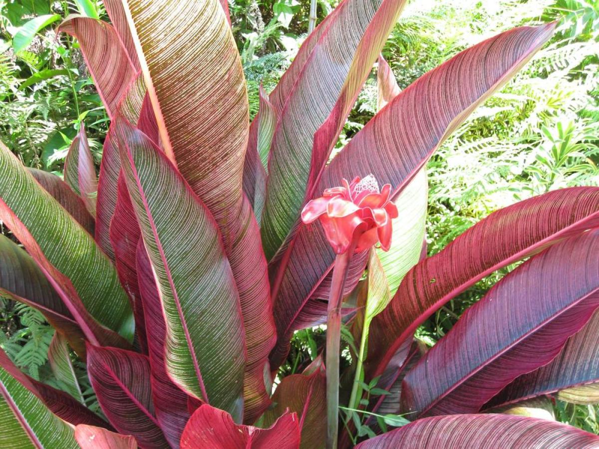 princeville-botanical